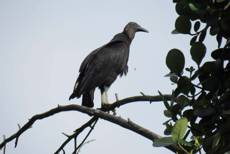 Avistamiento de aves en Altavista