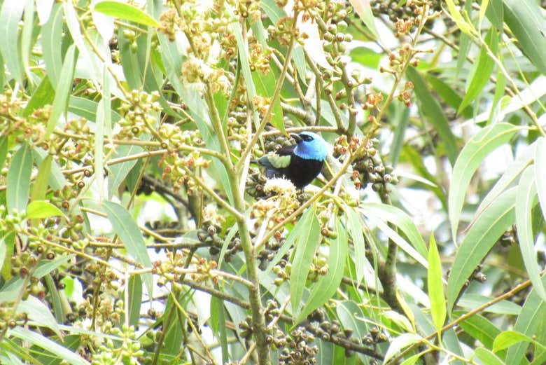 Avistamiento de aves en Altavista