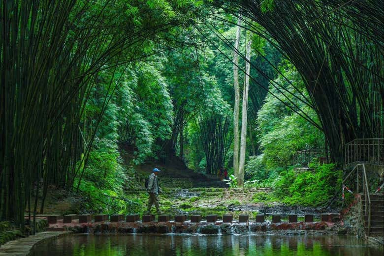 Excursión privada al Mar de Bambú de Sichuan y Pingle