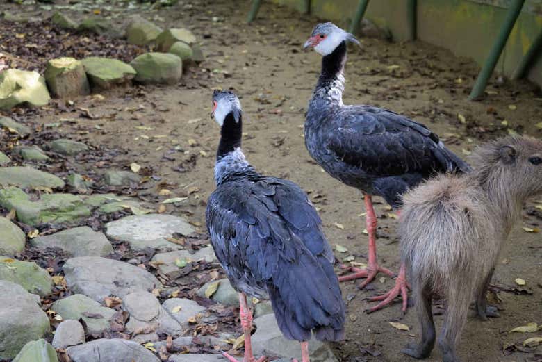 Excursión al Parque Vivarium del Caribe