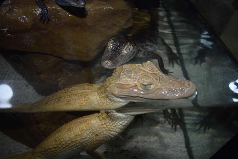 Excursión al Parque Vivarium del Caribe