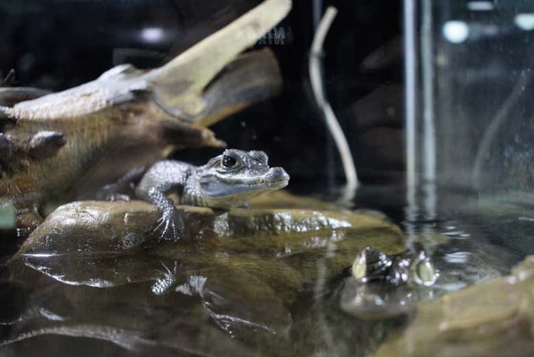 Excursión al Parque Vivarium del Caribe