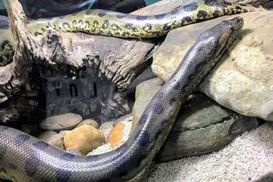 Excursión a la Granja Los Abuelos + Vivarium del Caribe