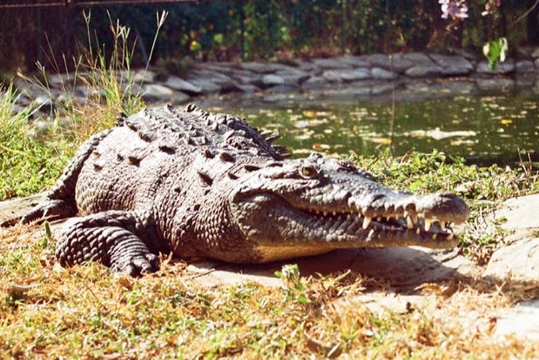 Excursión a la Granja Los Abuelos + Vivarium del Caribe
