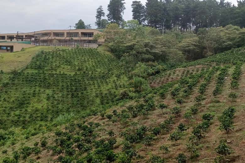 Visita a una finca de café en el barrio La Sierra