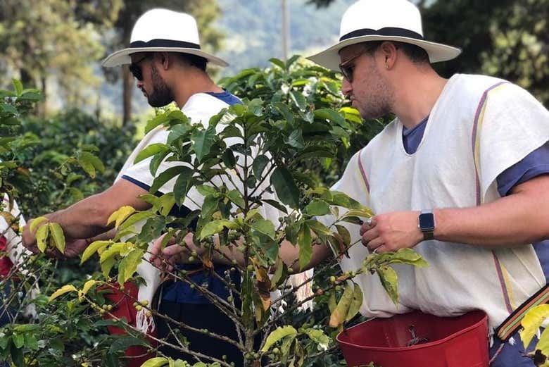 Visita a una finca de café en el barrio La Sierra