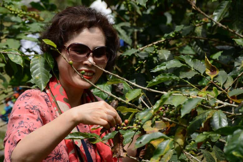 Tour del café por Cundinamarca