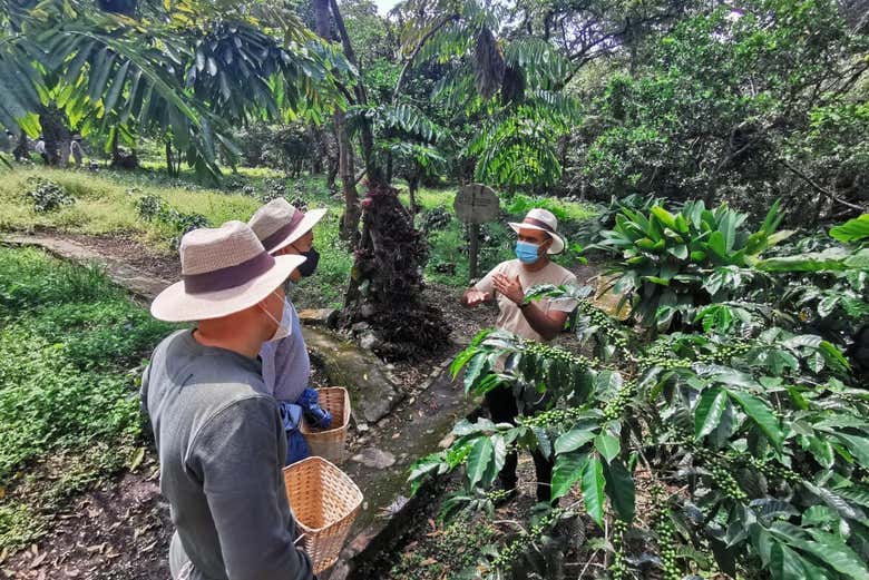Tour del café por Cundinamarca
