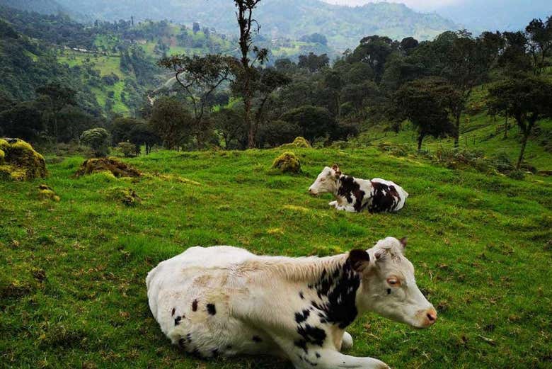Trekking por el Parque Aventura La Chorrera