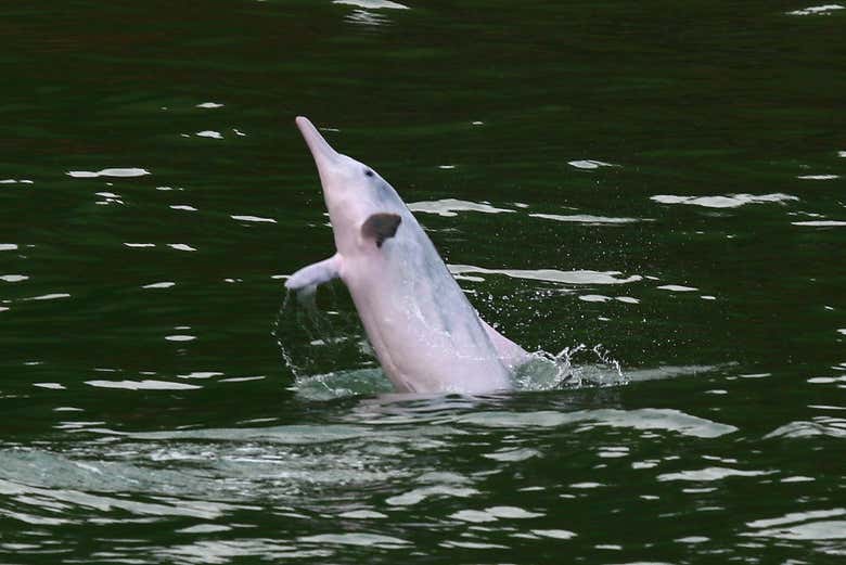 Avistamiento de delfines en Hong Kong