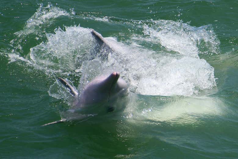Avistamiento de delfines en Hong Kong