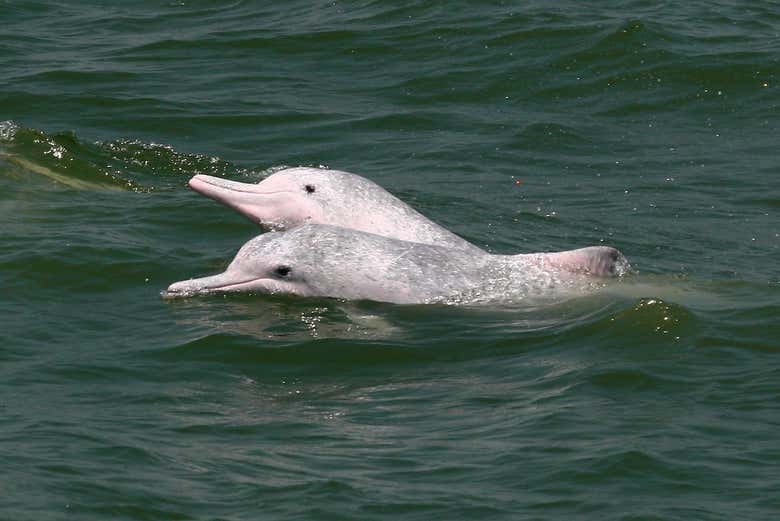 Avistamiento de delfines en Hong Kong