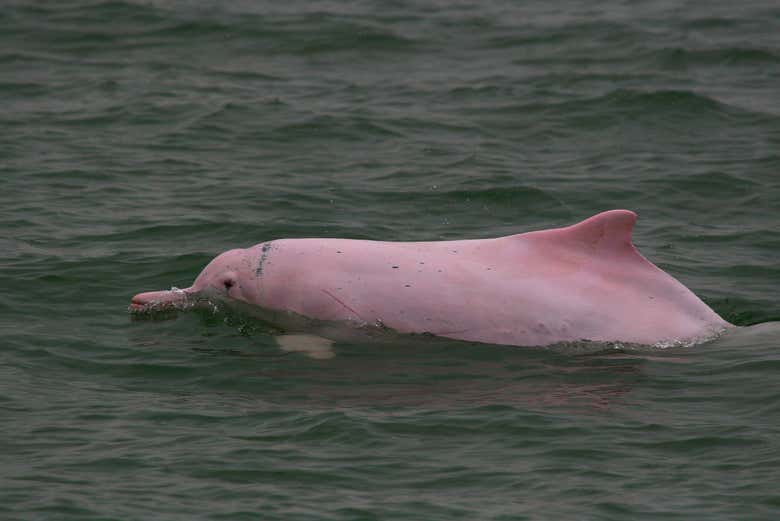 Avistamiento de delfines en Hong Kong