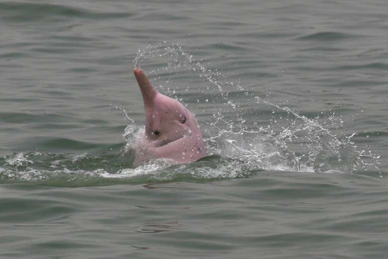 Avistamiento de delfines en Hong Kong