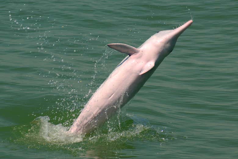 Avistamiento de delfines en Hong Kong