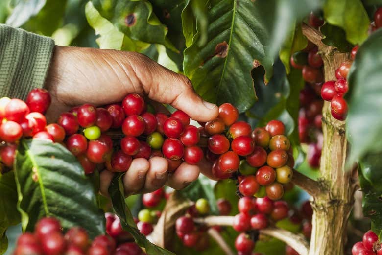 Tour del café por Antioquia