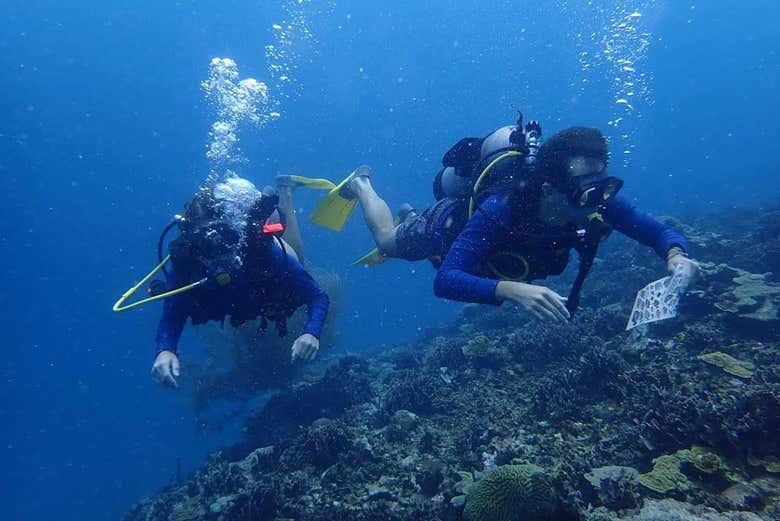 Buceo en los barcos hundidos de Barú