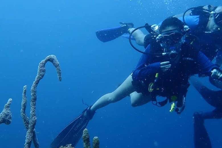 Buceo en los barcos hundidos de Barú