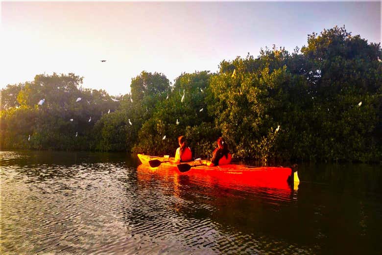 Tour en kayak por Cartagena