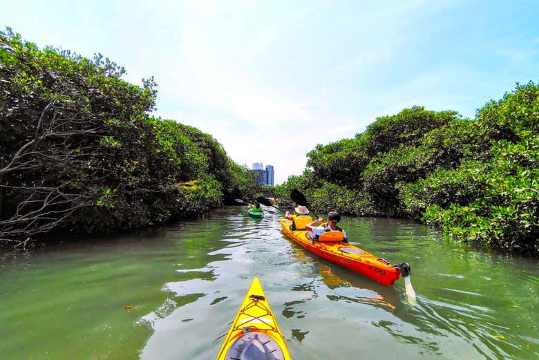 Tour en kayak por Cartagena