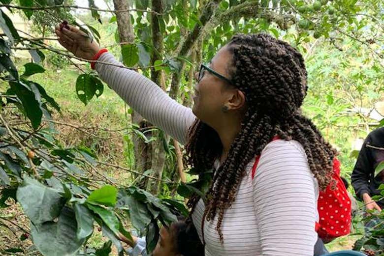 Excursión a los cafetales colombianos