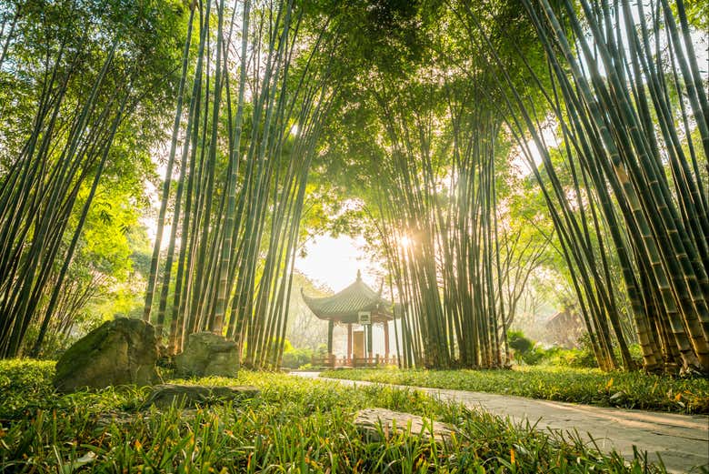 Visita guiada por Chengdú