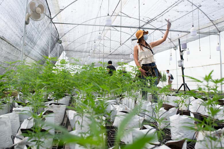 Tour del cannabis por Rionegro