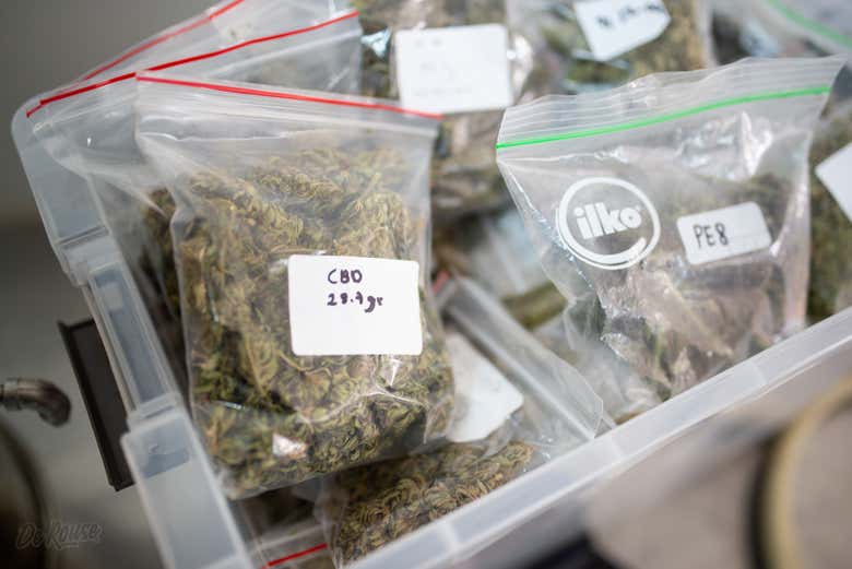 Tour del cannabis por Rionegro