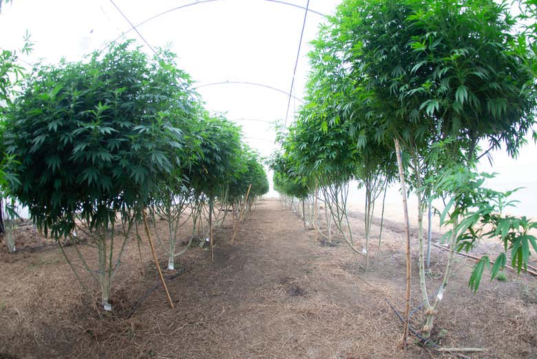 Tour del cannabis por Rionegro
