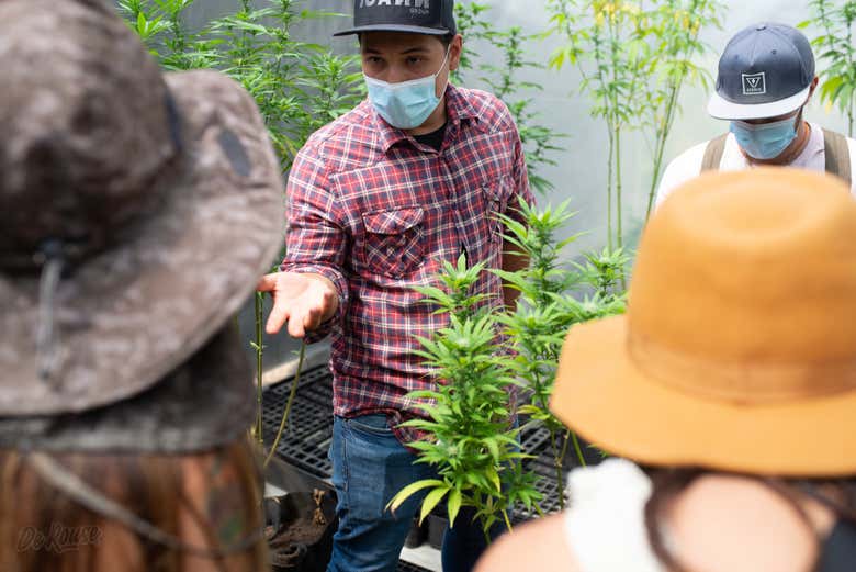 Tour del cannabis por Rionegro
