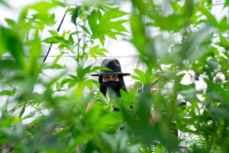 Tour del cannabis por Rionegro