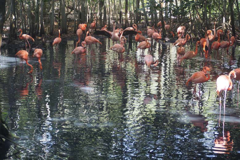 Excursión al Aviario Nacional de Colombia + Playa Blanca