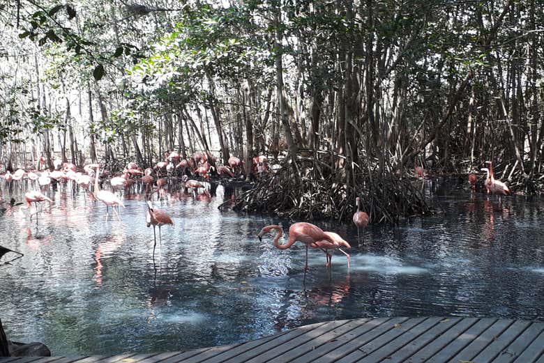 Excursión al Aviario Nacional de Colombia + Playa Blanca