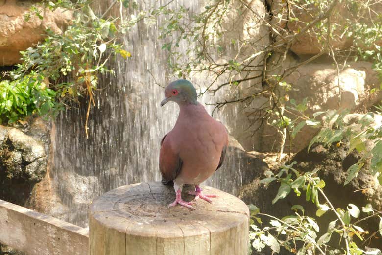 Excursión al Aviario Nacional de Colombia + Playa Blanca