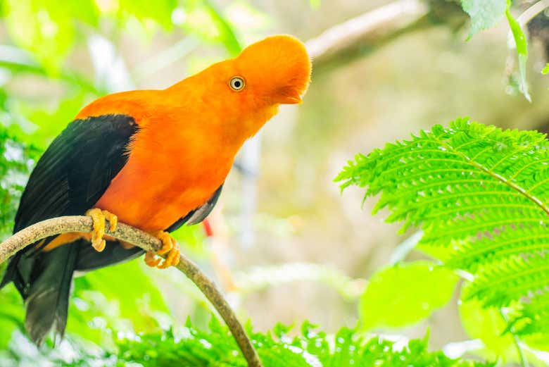 Excursión al Aviario Nacional de Colombia + Playa Blanca