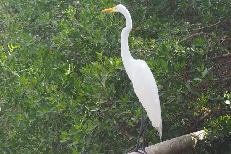 Excursión al Aviario Nacional de Colombia + Playa Blanca