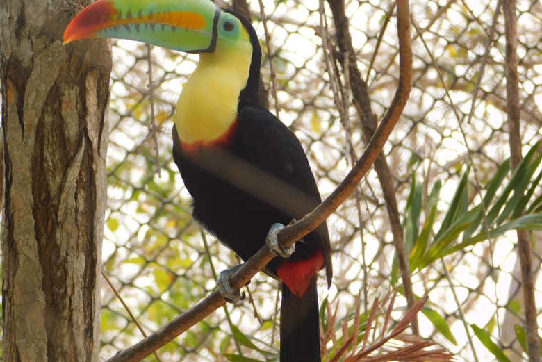 Excursión al Aviario Nacional de Colombia + Playa Blanca
