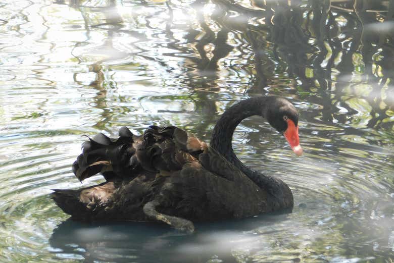 Excursión al Aviario Nacional de Colombia + Playa Blanca