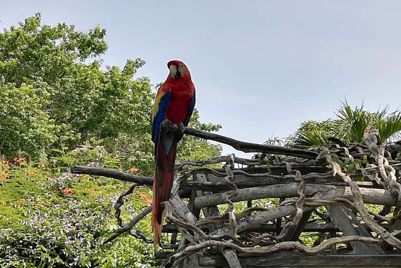 Excursión al Aviario Nacional de Colombia + Playa Blanca