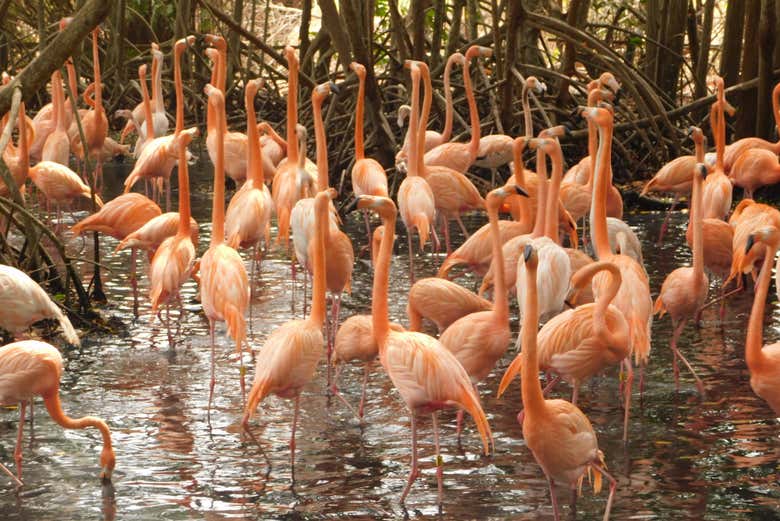 Excursión al Aviario Nacional de Colombia + Playa Blanca