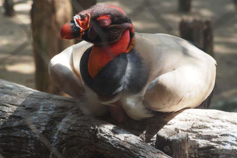 Excursión al Aviario Nacional de Colombia + Playa Blanca