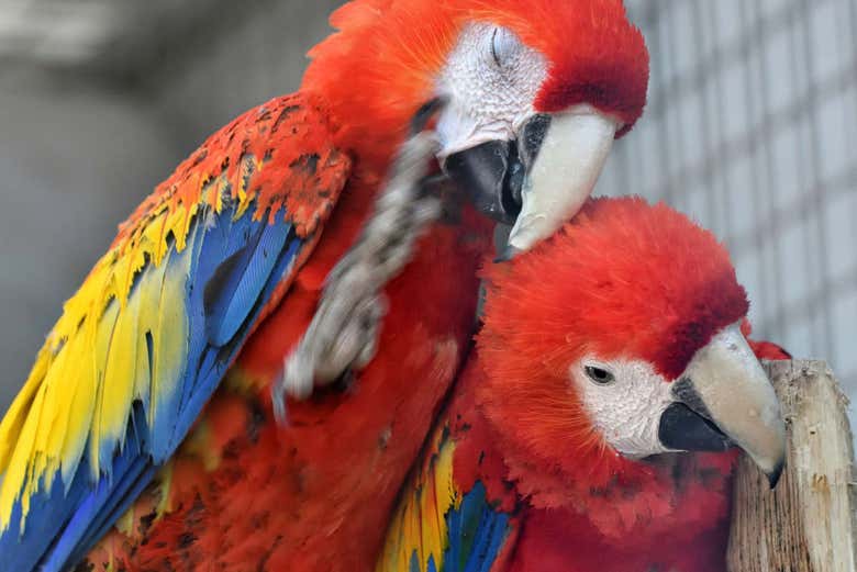 Excursión al Aviario Nacional de Colombia + Playa Blanca
