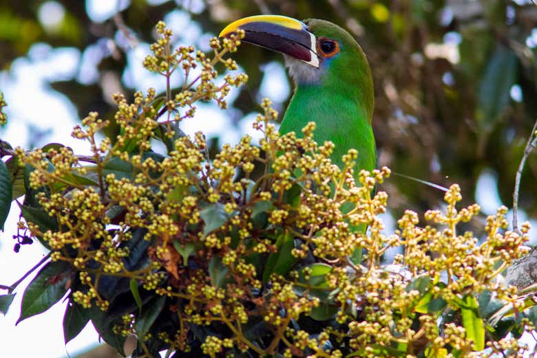 Excursión al Aviario Nacional de Colombia + Playa Blanca