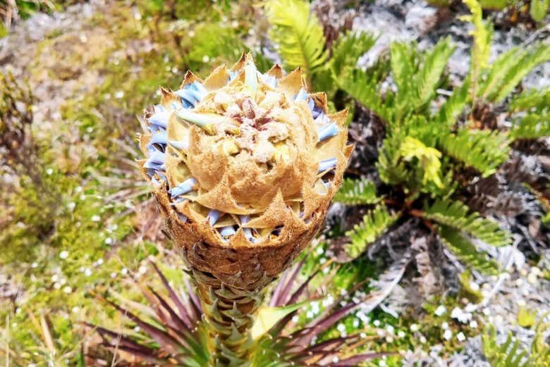 Excursión al Páramo de Sumapaz