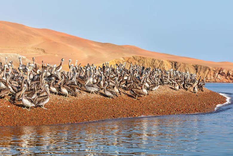 Excursión a Ica y Huacachina + Islas Ballestas