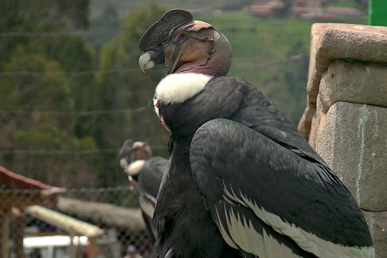 Excursión al Santuario Animal de Cochahuasi