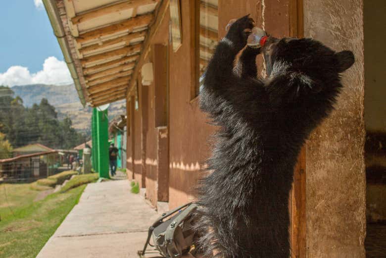 Excursión al Santuario Animal de Cochahuasi