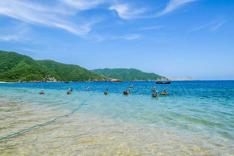 Excursión a Bahía Concha
