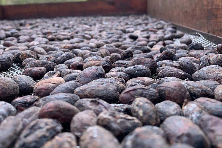 Visita a la finca de cacao El Turpial Feliz