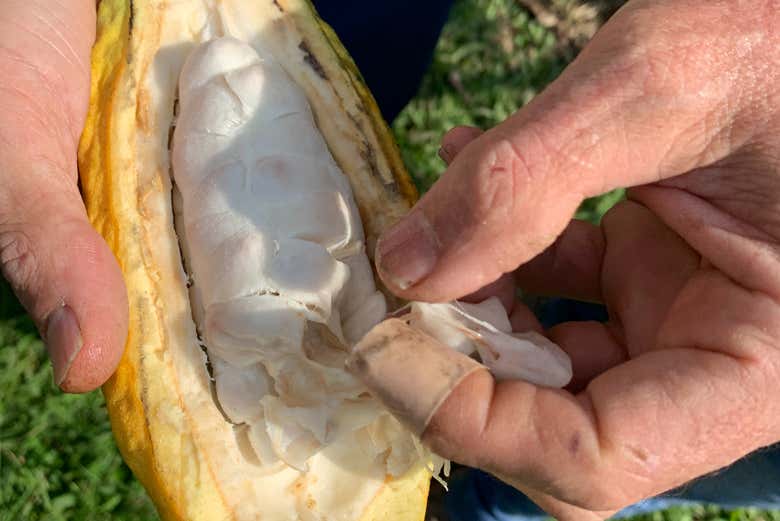 Visita a la finca de cacao El Turpial Feliz